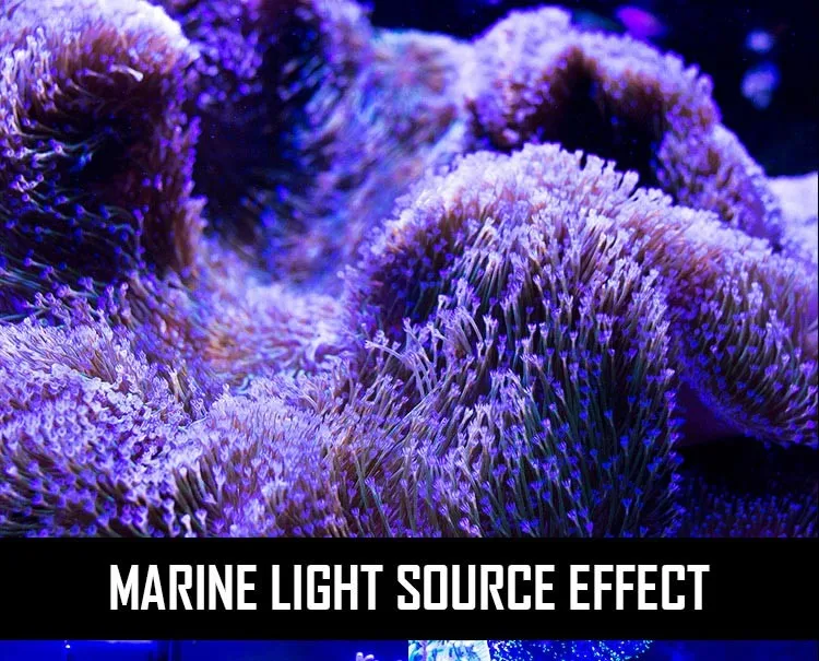 NANFENG 100 Вт полный спектр км Коралловый аквариум вода лампа светодиодный водяные фонари освещение Dengcao морской цилиндр кронштейн цилиндра
