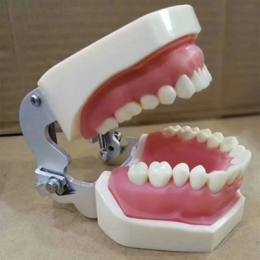 Modelo de Alta Universal tipo Placa Qualidade Dental Removível Dentes Estudo Modelo Dente Cor Amarela 100% 2 100% modelo de alta qualidade dental universal