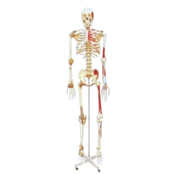 

Human skeletal joint ligament and muscle start and end point coloring model Medical teaching simulators 170cm free shipping