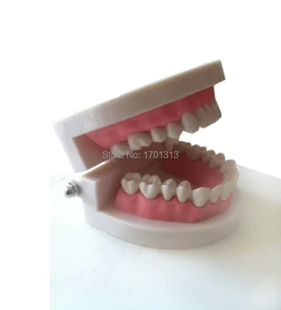 

Medical teaching tool Teeth model dental model Medical teaching tool art tools instructional tool