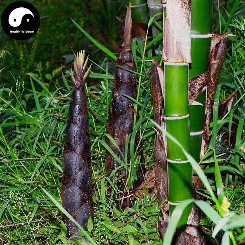 

Buy Green Bamboo Tree Semente 100pcs Plant Bamboo For Bamboo Shoots