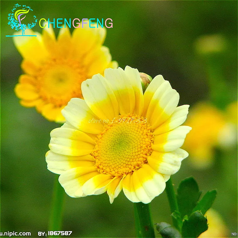 Garden Small Leaf Garland Chrysanthemum Biji Crown Daisy Vegetable