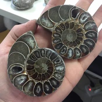 

YB76(2pcs a lots) Natural Fossil Ammonite Stone Healing Minerals Wholesale Price feng shui products