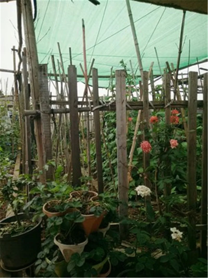 Sombra de sol verde para jardín columpio piscina sombrilla invernadero vela tela planta techo Red de camuflaje