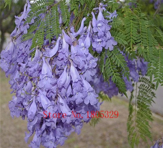 Sementes de jacarandá roxo azul Mimosifolia árvore arbusto - AliExpress