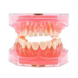 Зубной стоматолог мягкий основа для макияжа лица позволяют сорвать тянуть сосать съемные зубы мягкая резинка Обучение Модель взрослых