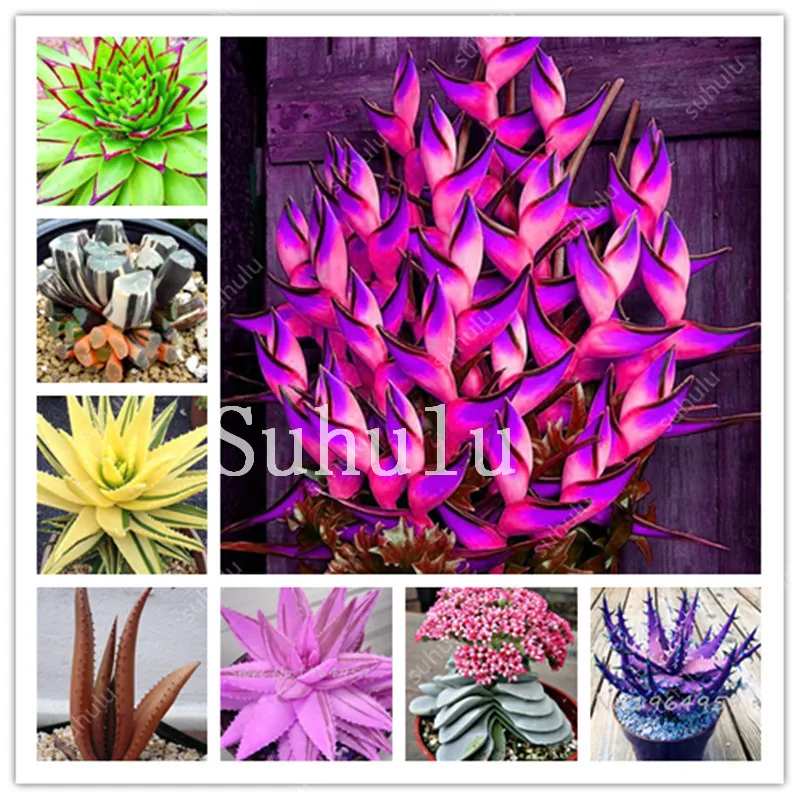 

Promotion! 200pcs Rare Aloe Vera Bonsai Perfect Color Vegetables & Fruit Edible Beauty Edible Succulent Plants For Home & Garden