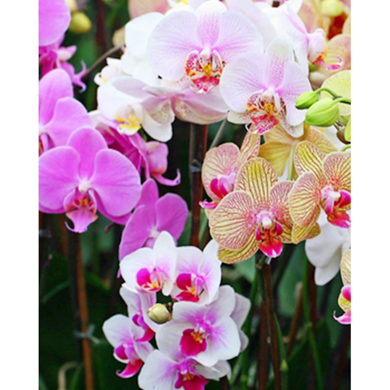 5D DIY Diamond Painting cross stitch orchid flowers kits Diamond Embroidery pattern Rhinestons 3d mosaic needlework