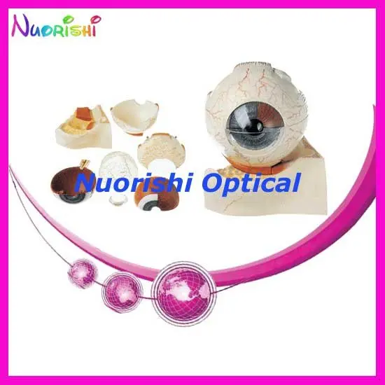 

E4601 100% Good Quality Guarantee Anatomical Human Eye Eyeball Model Eyeball Lowest Shipping Costs