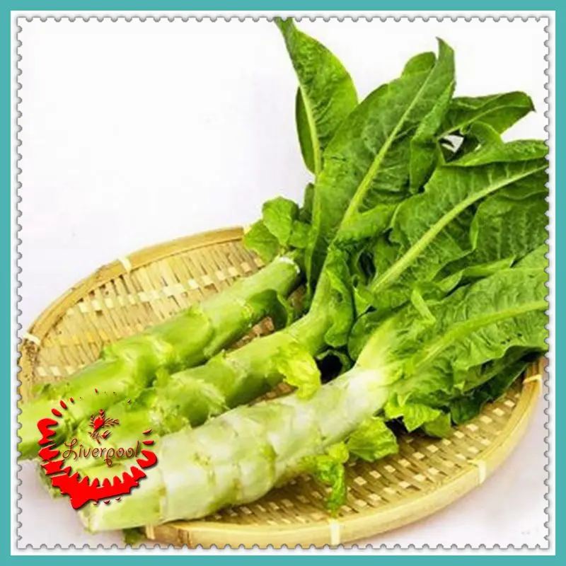 30 Asparagus Lettuce seeds fast growing and fragrant Grow Heirloom C121