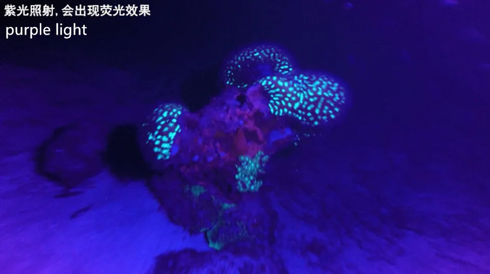 YUPARD UV 395nm Ультрафиолетовый аквалангист Дайвинг налобный фонарь вспышка светильник фонарь Водонепроницаемый фиолетовый светильник Подводный фонарь