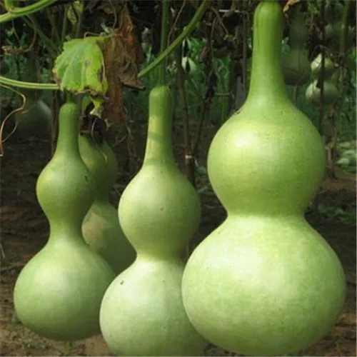 Online kaufen groÃhandel dekorative gemüse flasche aus china ...