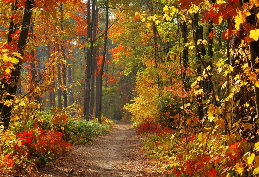 NeoBack Photography Backgrounds Fall Autumn Forest Yellow Vinyl Photo Background Studio Photographic Backdrops