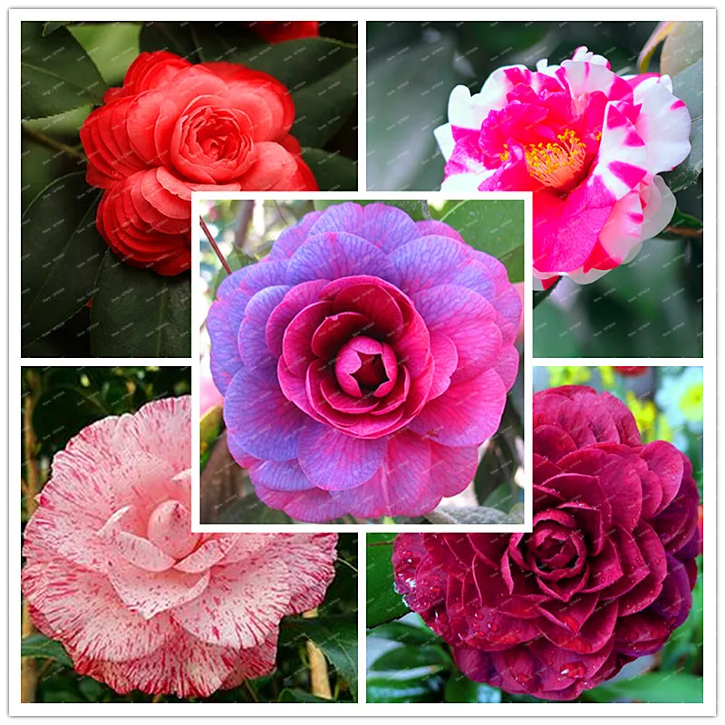 2018 New Arrival 100% Real Common Camellia bulbs Garden Potted Flowers Bonsai Plant 2 particle / pack Indoor&Outdoor plants 2018 New Arrival 100% Real Common Camellia bulbs Garden Potted Flowers Bonsai Plant 2 particle / pack Indoor&Outdoor plants