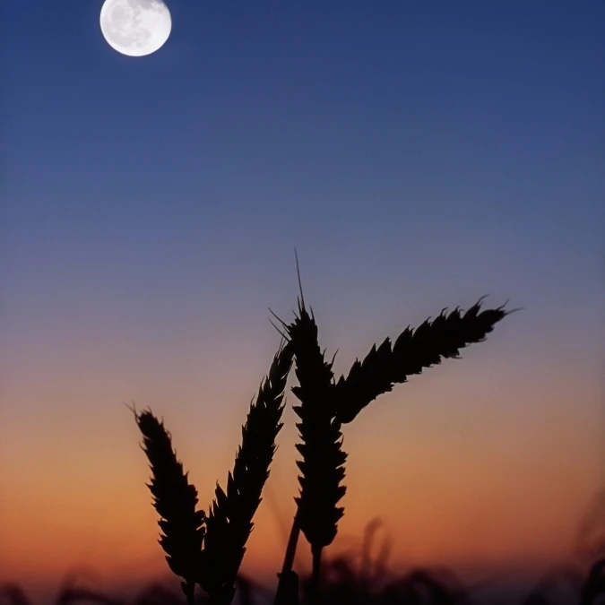 Wheat  Harvest Moon Poster Print (12 x 18)