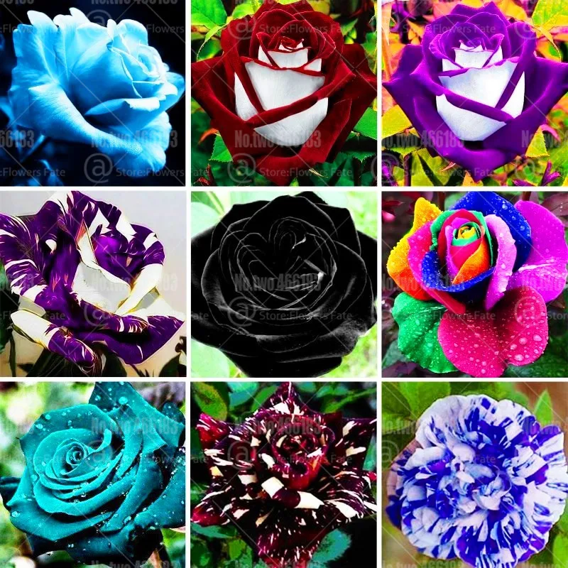 

100pcs Mix Colors Exotic Rose Bonsai Black Rose Flower Perennial FLowering Potted Plants For Home Garden Flower Plants