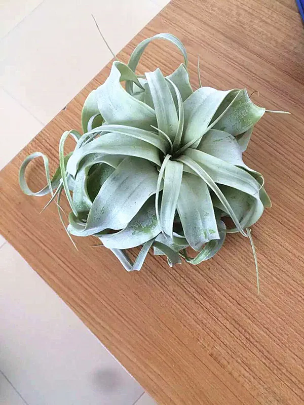 Large Tillandsia Xerographica Living Air Plant, Tilandsia Terrarium Plant ,Wedding Gift, Hanging