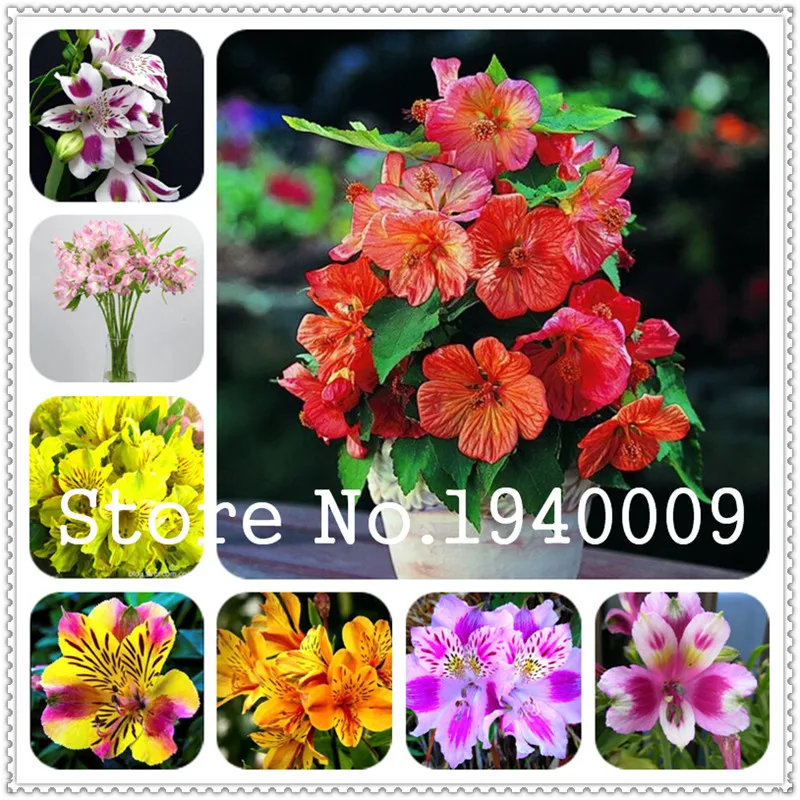 

Sales! 100 pcs Rare Peruvian Lily Alstroemeria bonsai plants Mix-Color Beautiful Lilies Flower For Home & Garden Flowers plants