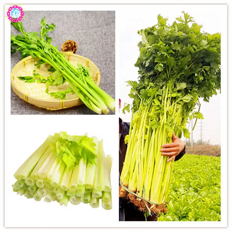 

100PCS Giant Celery Vegetable Organic Plant Suitable for blood pressure aromatic vegetable plants grown in home garden