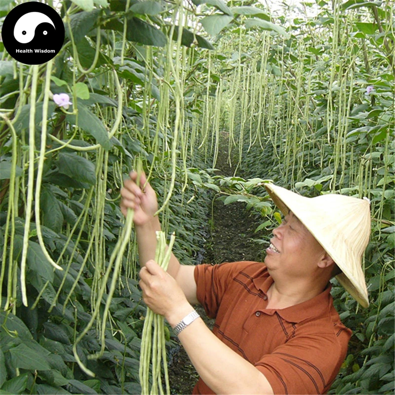 Купить Семена Вигны В Интернет Магазине