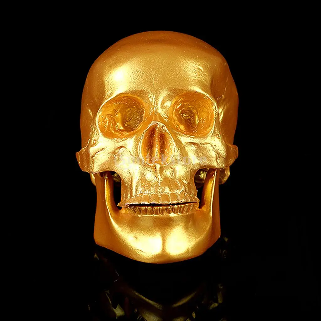 

Party Decor Fine Arts Human Skull Resin Replica Medical Model