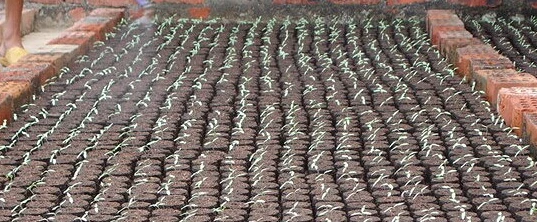 30 Count 38mm Jiffy Peat Pellets Seed Starting Plugs Seeds Starter 30 Count 38mm Jiffy Peat Pellets Seed Starting Plugs Seeds Starter Plant Nursery Pots Early Jeffy Soil Garden Planters In From Home