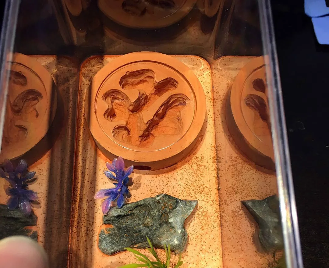 1 шт. простое издание лунное гнездо Муравьиное украшение дома стола|ant nest|decorative