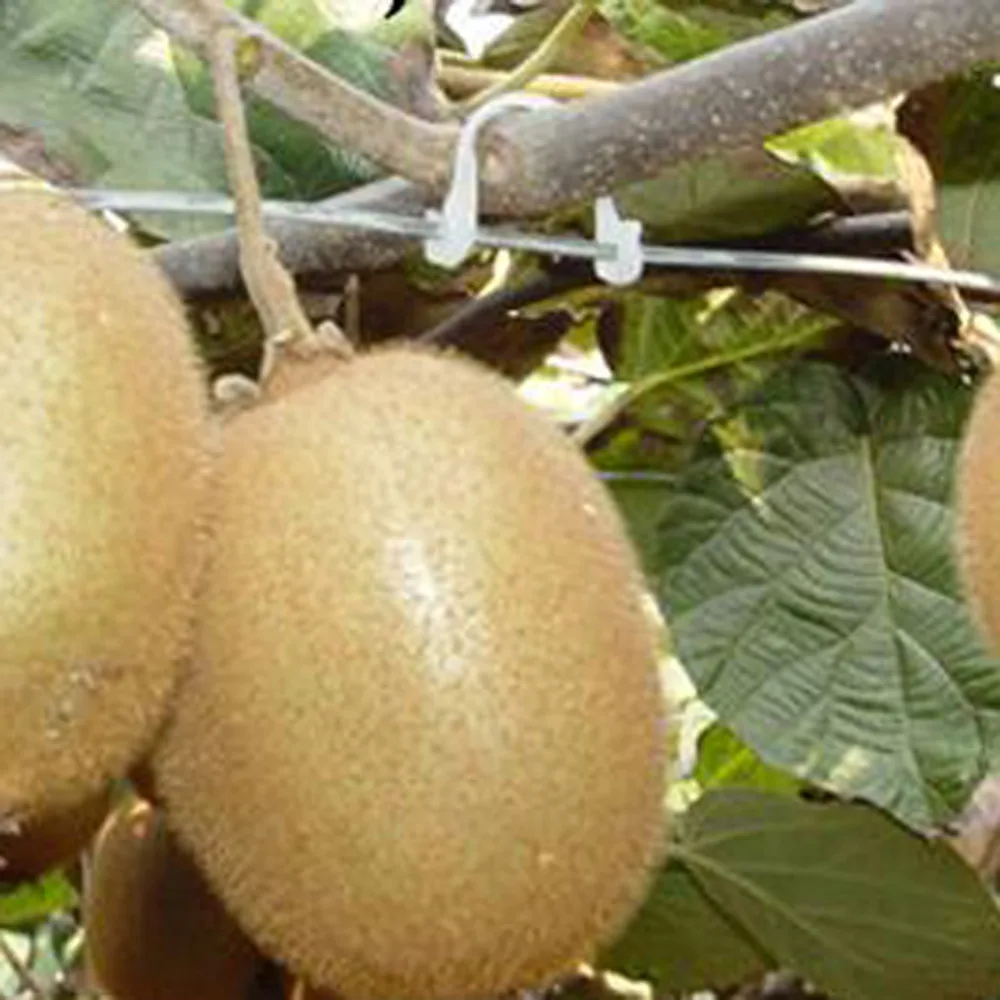 Bandejas e tampas p viveiro de planta