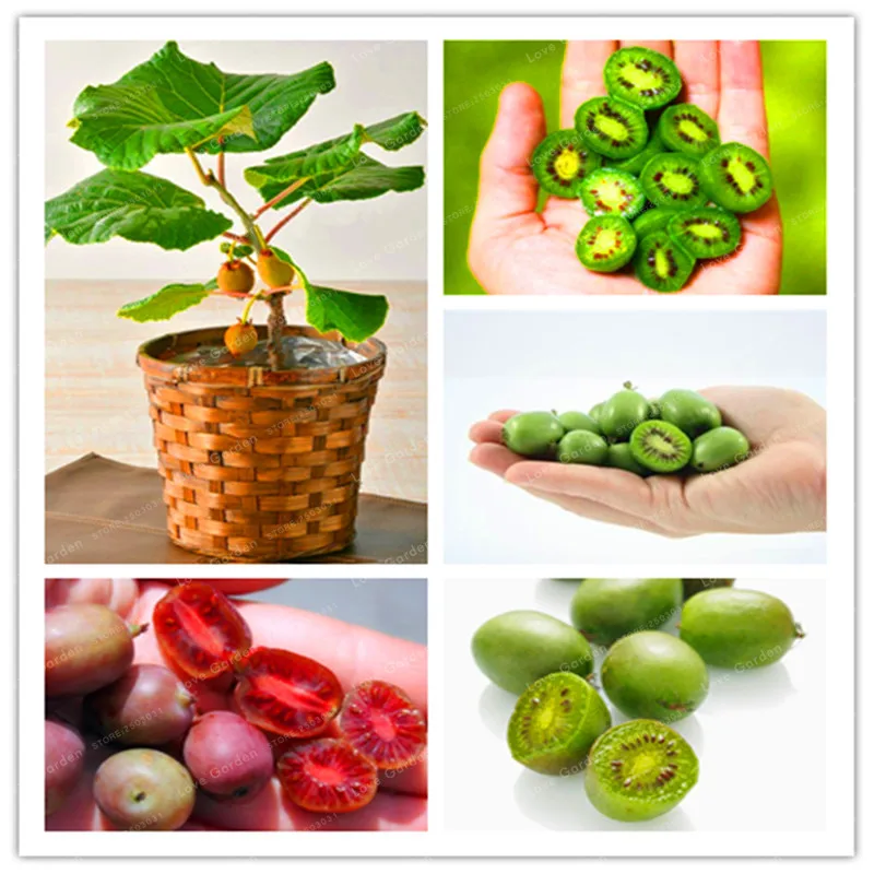

100 Kiwi Fruit Bonsai Rare Mini Kiwiberry Bonsai Delicious Organic High Nutritional Vegetable Fruit Bonsai For DIY Home Garden