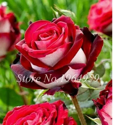 100pcs/lot  multi Colors Beautiful Rose Flower Bonsai Plant for Home garden Courtyard  Roses Bonzais Plants