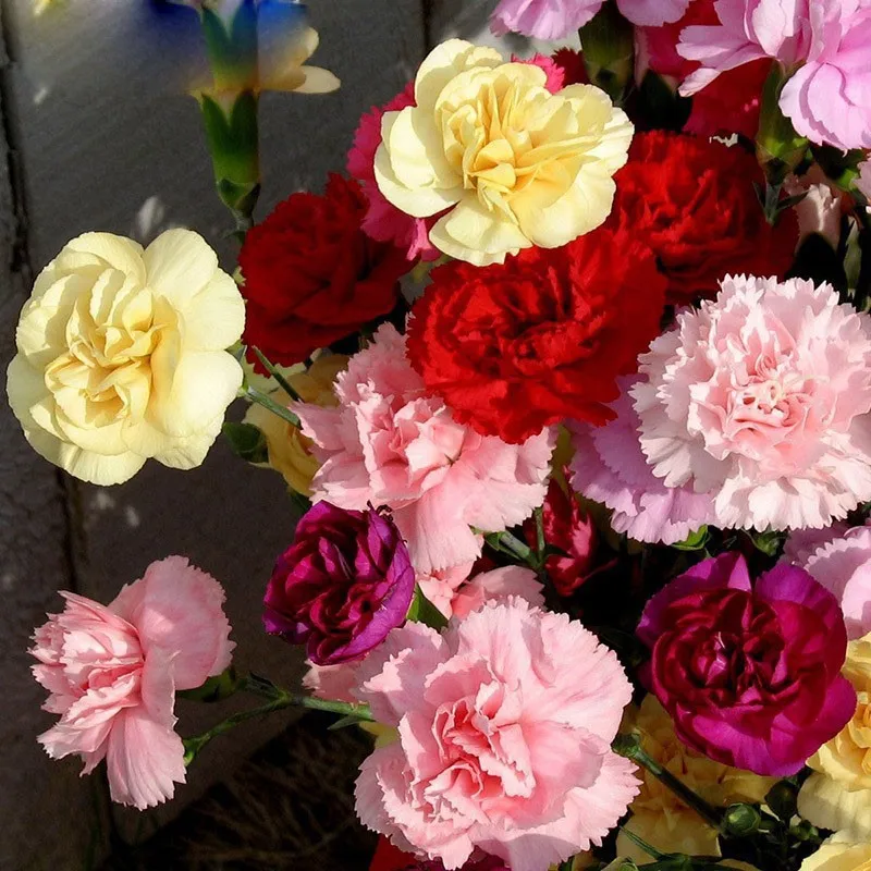 Buy 300 Pcs Carnation Seeds Multiple Colors Free Shipping