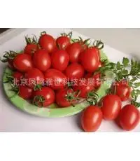 

Organic vegetable bonsais cherry tomato bonsais 200 pcs small family garden