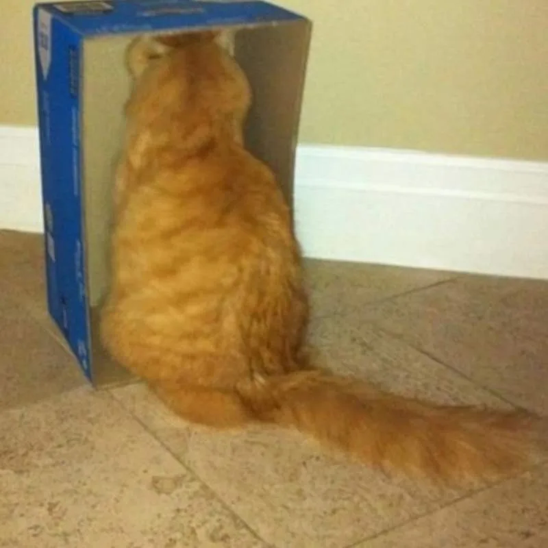 这都是什么神奇的猫?画师二次元化各种有趣猫图 八卦杂谈 模玩萌物 |趣动漫 这都是什么神奇的猫?画师二次元化各种有趣猫图- 趣动漫