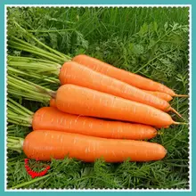 1 Package 400 Carrot Seeds Good Flavor Nice Color Tast High Germination