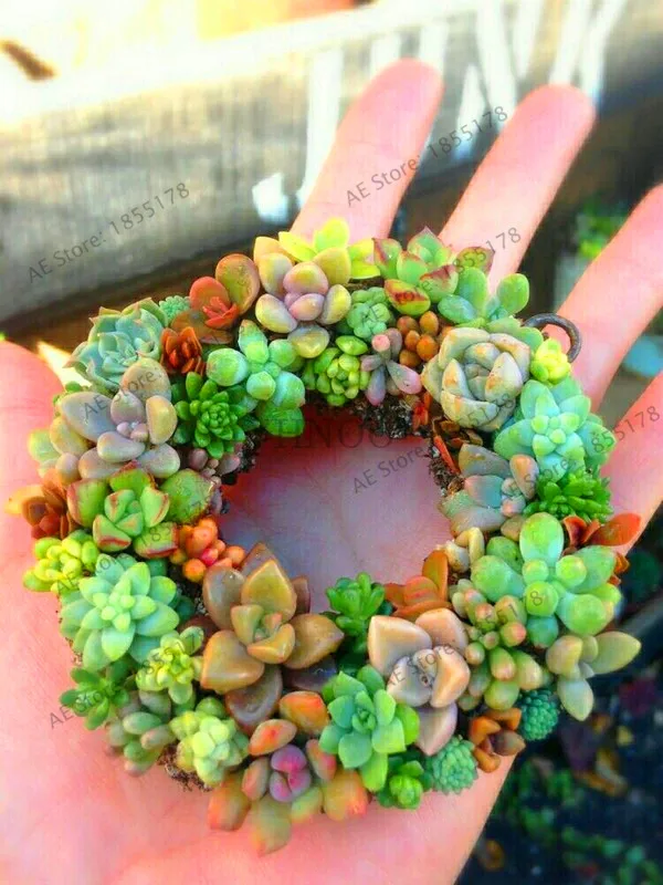 

New Arrival!200PCS Succulent Cactus Plants Lotus Lithops Bonsai Home Gardening Flower Pots Balcony flower prevent radiation,#UE
