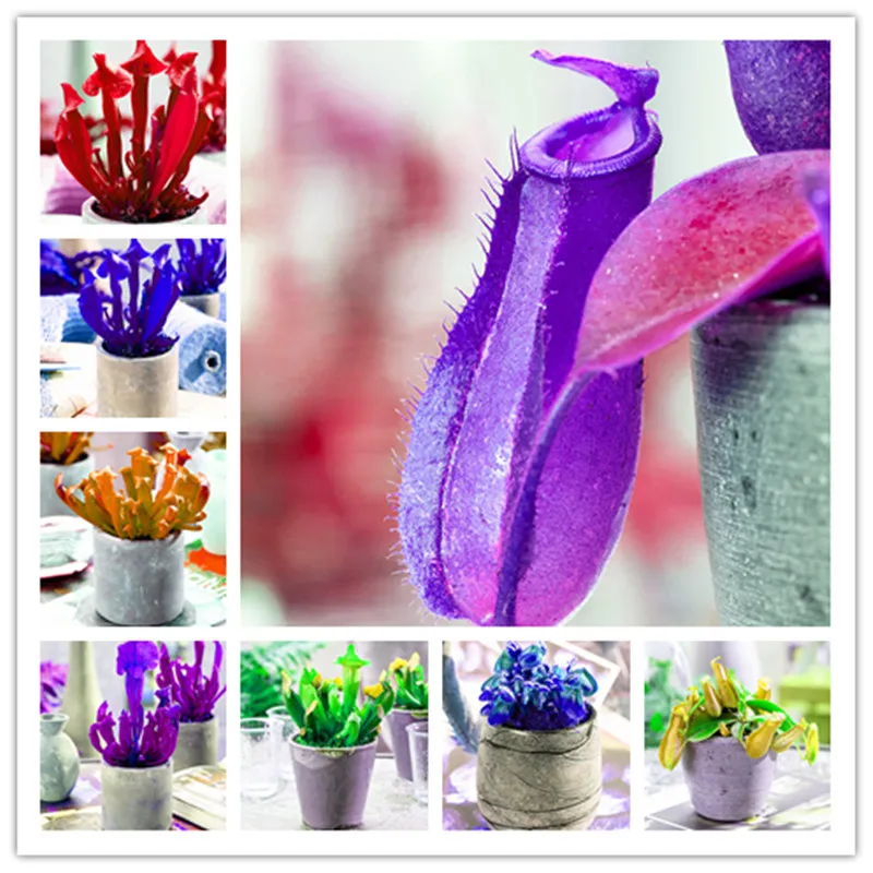 

500 Pcs Dionaea Muscipula Giant Clip Venus Flytrap Bonsai, Insectivorous Potted Plant Bonsai Flycatcher Bonsai For Home Garden