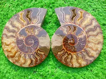 

1188g(2.61 lb) 1 Pair Half Cut Ammonite Shell Fossil Specimen Madagascar