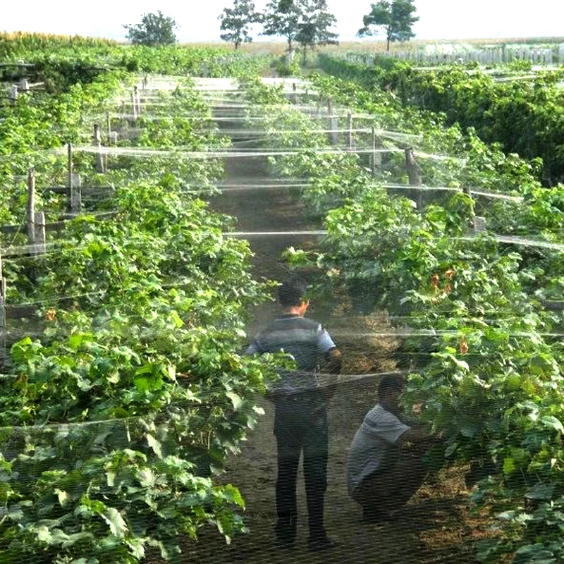 WHISM Anti Bird Net Plastic Pond Fruit Tree Vegetable Netting Protection Crops Protect Garden Mesh Pest Control Catch Bird Trap