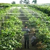 Garden Supplies
