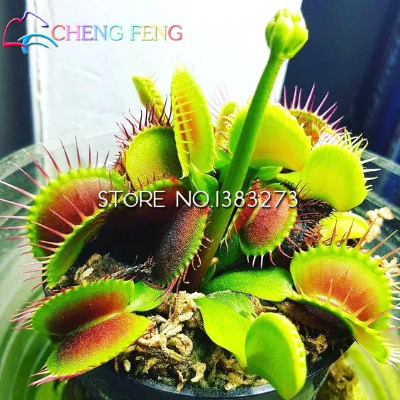 

300 plants - 100% Genuine Eat Cordyceps Dionaea Muscipula Giant Clip Venus Flytrap plants Carnivorous Plant plants
