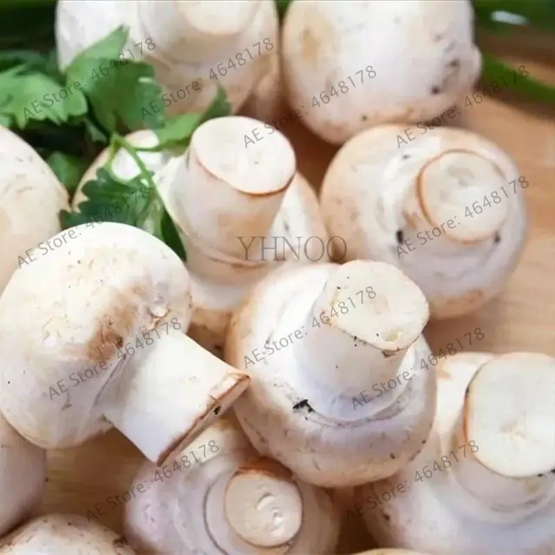 1000Pcs Delicious Giant Mushroom Bonsai Organic Green Food Funny Succulent Edible Healthy Vegetable Plant For Happy Farm 1000Pcs Delicious Giant Mushroom Bonsai Organic Green Food Funny Succulent Edible Healthy Vegetable Plant For Happy Farm