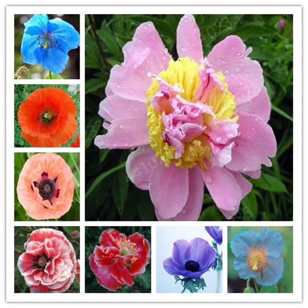 

100%Genuine 100pcs Rare Poppy Papaver croceum Novel Bonsai Plants Papaver nudicaule Beautiful Poppy Flowers for Home Garden