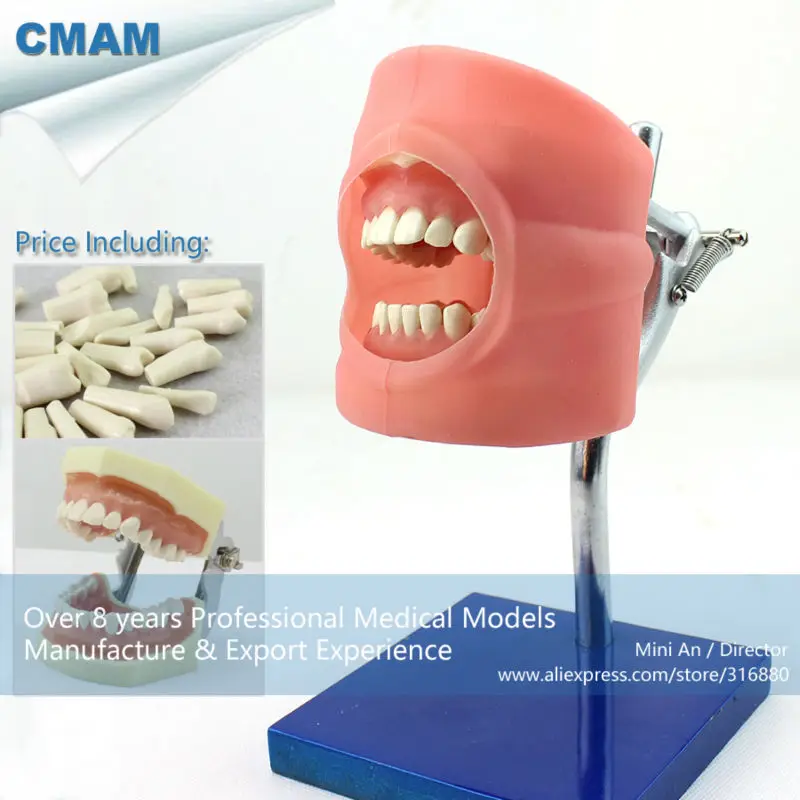 CMAM/12557 Dental-фантомная головка человека стоматологических медицинский анатомическая модель