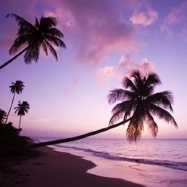 Palm Trees at Sunset  Coconut Grove Beach at Cade's Bay  Nevis  Caribbean Print by Greg Johnston (36 x 24)