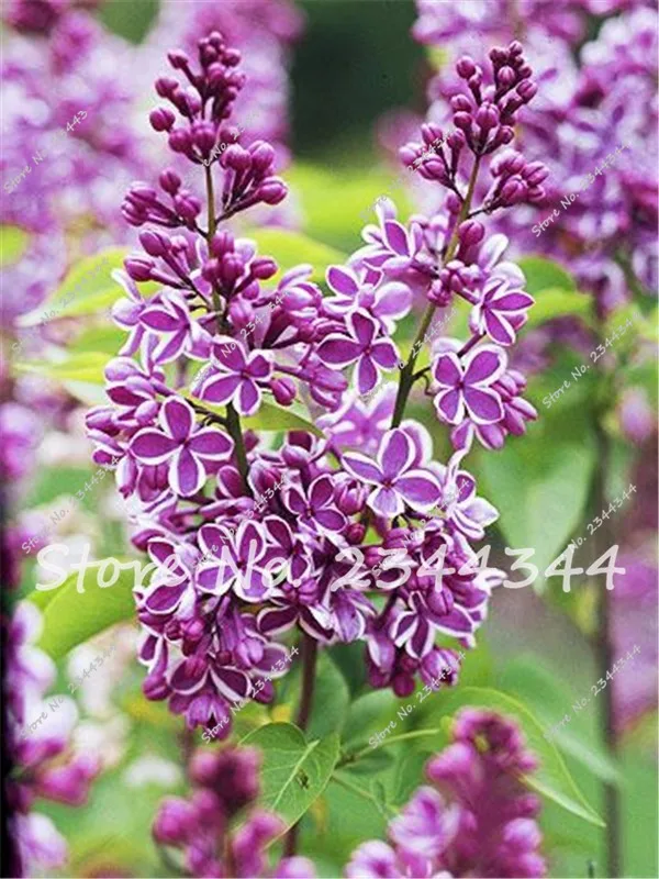 Buy 100 Pcs Japanese Lilac Seeds Free Shipping