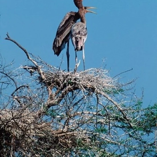 A pair of Painted Stork in a tree  India Poster Print by Dee Ann Pederson (18 x 24)