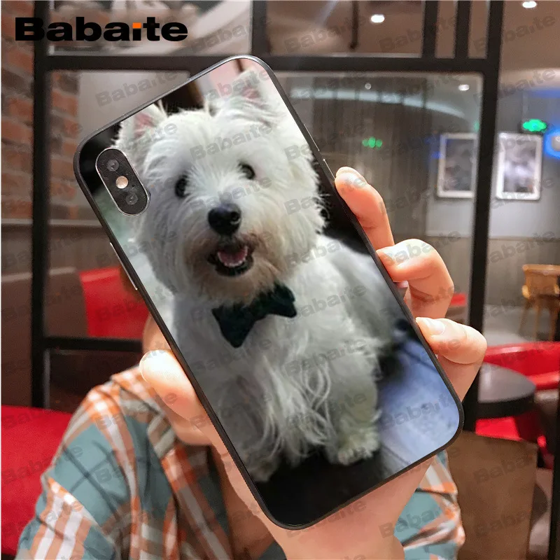Westie dog