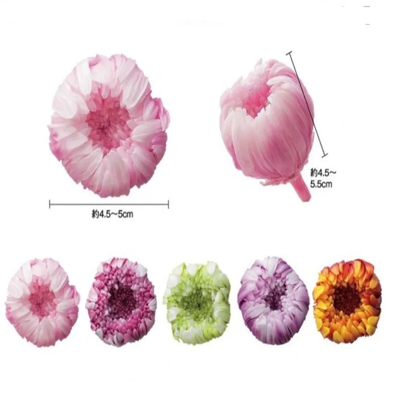 

Eternal flower 4-5 cm gradient wheel chrysanthemum chrysanthemum valentine mother plot Free Shipping