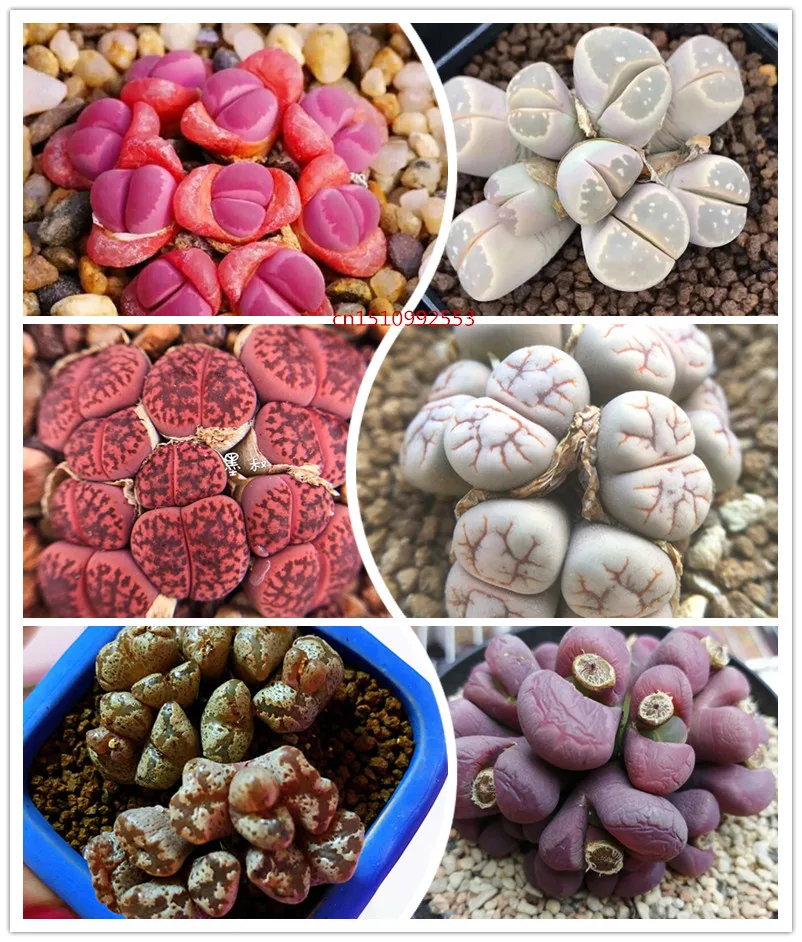

50 Pcs Mini Lithops Flowers Bonsai Living Stones Mix Succulent Cactus Organic Balcony Potted Plants For Home Garden Supplies-1