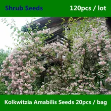 Ornamental Plant Kolkwitzia Amabilis Seeds 120pcs, Widely Cultivated Linnaea Amabilis Seeds, Beauty Bush China Wei Shi Hua Seeds